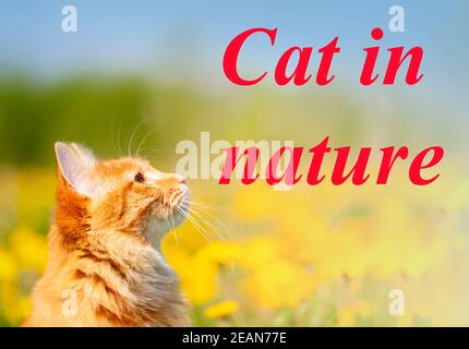 Ritratto di Ginger Kurilian Bobtail Cat curioso per un campo con dandelioni gialli Foto Stock