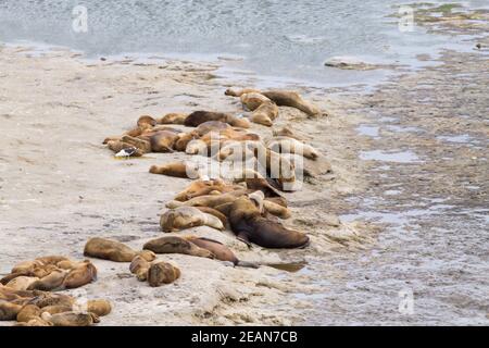 Elefanti foche sulla spiaggia di Caleta Valdes, Patagonia, Argentina Foto Stock