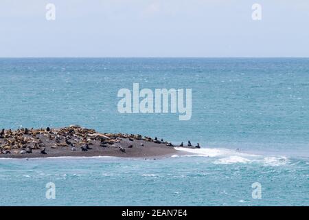 Elefanti foche sulla spiaggia di Caleta Valdes, Patagonia, Argentina Foto Stock