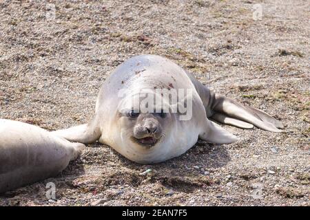 Elefante foca sulla spiaggia vicino, Patagonia, Argentina Foto Stock