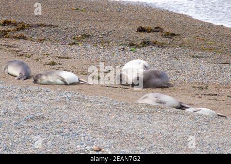 Elefanti foche sulla spiaggia di Caleta Valdes, Patagonia, Argentina Foto Stock