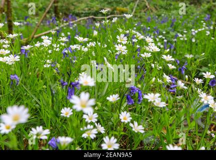 I fiori bianchi di grande Stitchwort (fondina di Rabelera) e i fiori blu di Bluebells (Hyacinthoides non-scripta), fiori selvatici, Inghilterra, Regno Unito Foto Stock