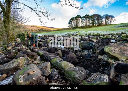 Lancaster, Lancashire, Regno Unito. 10 Feb 2021. Tom Swinhoe di Hoghton, Preston, Lancashire affronta una sezione di muro di pietra a Oakencough, Lancaster, Lancashire. Ripara 2 metri quadrati di muro al giorno e, insieme ad altri progetti, 1/2 chilometri di muro di pietra a secco all'anno. Credit: John Eveson/Alamy Live News Foto Stock