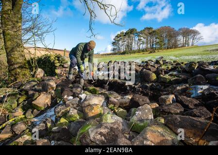 Lancaster, Lancashire, Regno Unito. 10 Feb 2021. Tom Swinhoe di Hoghton, Preston, Lancashire affronta una sezione di muro di pietra a Oakencough, Lancaster, Lancashire. Ripara 2 metri quadrati di muro al giorno e, insieme ad altri progetti, 1/2 chilometri di muro di pietra a secco all'anno. Credit: John Eveson/Alamy Live News Foto Stock