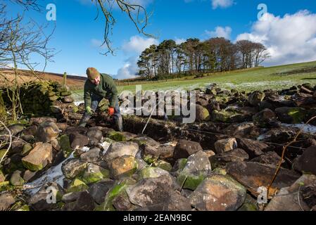 Lancaster, Lancashire, Regno Unito. 10 Feb 2021. Tom Swinhoe di Hoghton, Preston, Lancashire affronta una sezione di muro di pietra a Oakencough, Lancaster, Lancashire. Ripara 2 metri quadrati di muro al giorno e, insieme ad altri progetti, 1/2 chilometri di muro di pietra a secco all'anno. Credit: John Eveson/Alamy Live News Foto Stock