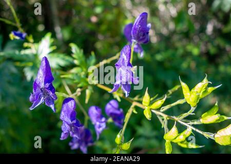 Aconitum variegatum fiori nel Parco Nazionale della Vanoise, Francia Foto Stock