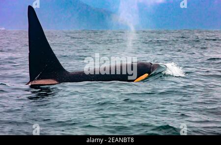 Balena killer a Kamchatka con la pinna sopra l'acqua Foto Stock