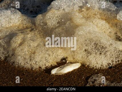 La seppia è in realtà la conchiglia interna di un Cepplesce comune, un tipo di mollusco cefalopodico che favorisce le zone sabbiose sub-litorali. Foto Stock