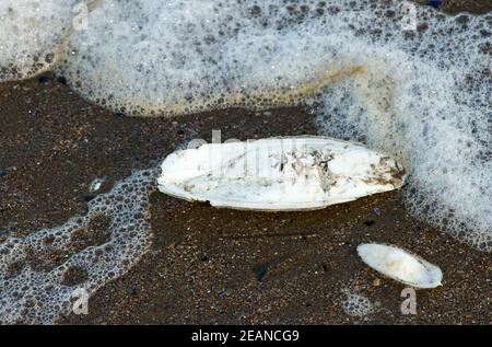 La seppia è in realtà la conchiglia interna di un Cepplesce comune, un tipo di mollusco cefalopodico che favorisce le zone sabbiose sub-litorali. Foto Stock