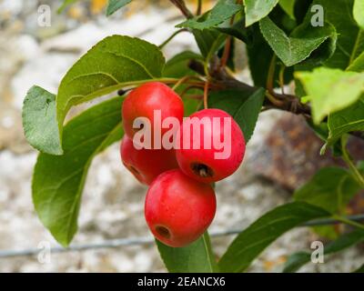 Mele granchio rosse appese su un ramo Foto Stock