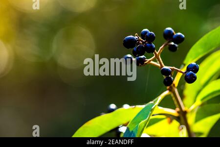 Bacche di ciliegio maturano succose sull'albero. Foto Stock