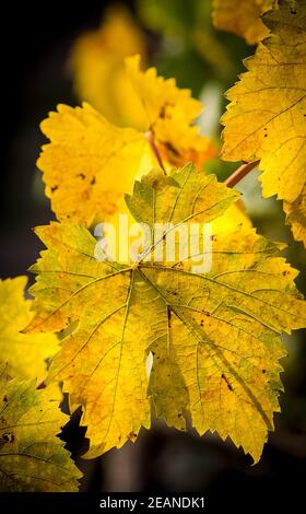 Alberi nella foresta decimale autunno. Foto Stock