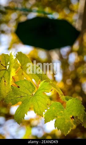 Alberi nella foresta decimale autunno. Foto Stock