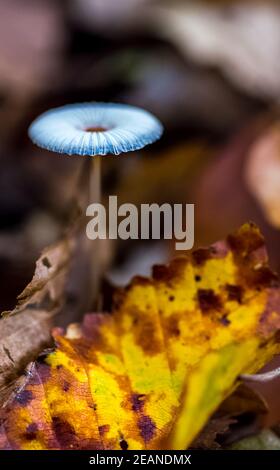 fungo traslucido su una lettiera forestale tra foglie d'autunno. Foto Stock