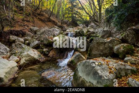 Montagna piccolo fiume in foresta con rapide e cascate. Un torrente forestale. Foto Stock