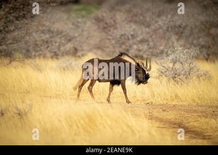 Black wildebeest attraversa la pista erbosa in profilo Foto Stock