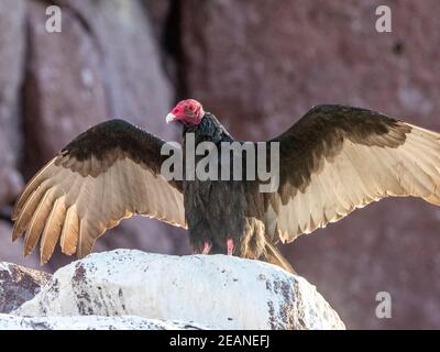 avvoltoio tacchino adulto (Cathartes aura), asciugando le sue ali a Los Islotes, Baja California sur, Messico, Nord America Foto Stock