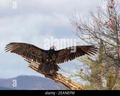 avvoltoio tacchino adulto (Cathartes aura), asciugando le sue ali, Sierra San Francisco, Baja California sur, Messico, Nord America Foto Stock