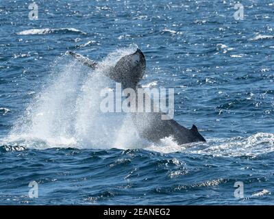 Balena megattere adulta (Megaptera novaeangliae), lobing di coda, Gorda Banks, Baja California sur, Messico, Nord America Foto Stock