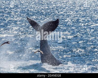 Balena megattere adulta (Megaptera novaeangliae), lobing di coda, Gorda Banks, Baja California sur, Messico, Nord America Foto Stock