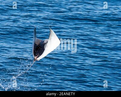 Il raggio del diavolo pigmeo di Munk adulto (Mopula munkiana), saltando in aria, Isla San Jose, Baja California sur, Messico, Nord America Foto Stock