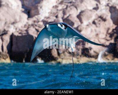 Il raggio del diavolo pigmeo di Munk adulto (Mopula munkiana), salendo in aria, Ensenada Grande, Isla Partida, Baja California sur, Messico, Nord America Foto Stock