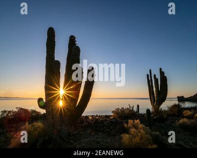 Alba sul cardon gigante messicano (Pachycereus pringlei), Isla San Esteban, Baja California, Messico, Nord America Foto Stock