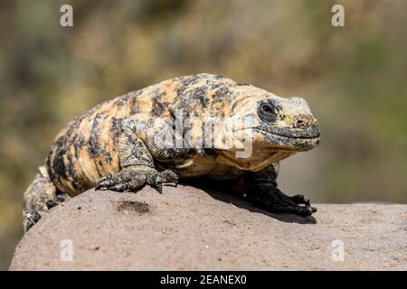 Adulto San Esteban pinto chuckwalla (Sauromalus varius), endemico di Isla San Esteban, Baja California, Messico, Nord America Foto Stock