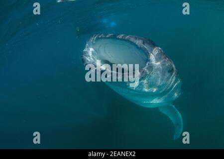 Giovane squalo balena (Rhincodon typus), filtro che si nuota vicino allo snorkeling a El Mogote, Baja California sur, Messico, Nord America Foto Stock