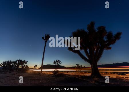 Joshua Tree (Yucca brevifolia), di notte nel Joshua Tree National Park, Mojave Desert, California, Stati Uniti d'America, Nord America Foto Stock