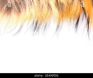 Polar Fox fur come texture o sfondo Foto Stock