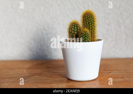 Bella Mammillaria spinosissima cactus in pentola su un legno e con sfondo grigio Foto Stock