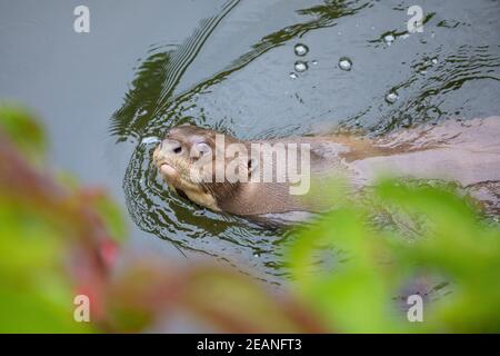 Lontra gigante - Pteronura brasiliensis, carnivoro di acqua dolce Foto Stock