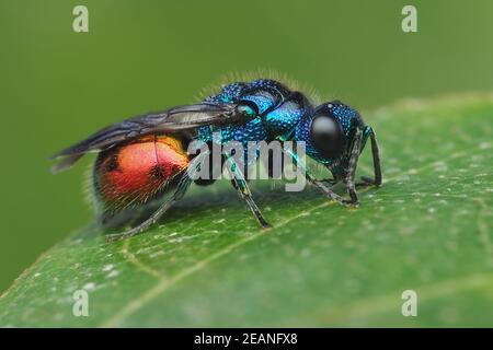 Wasp con coda di rubino poggiato su foglia di betulla. Tipperary, Irlanda Foto Stock