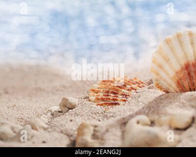 Due piccole conchiglie e ciottoli sulla spiaggia con perfetto mare al sole. Posiziona per il testo. Modello banner. Foto Stock
