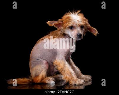 Cane cinese crestato seduto su sfondo nero. Foto Stock