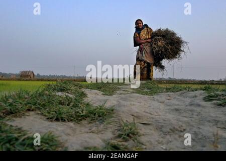 Khulna, Bangladesh - 04 febbraio 2021: Asma Begum dalla zona costiera di Khulna sta tornando a casa dopo aver raccolto legno da diversi luoghi per c. Foto Stock