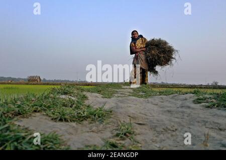 Khulna, Bangladesh - 04 febbraio 2021: Asma Begum dalla zona costiera di Khulna sta tornando a casa dopo aver raccolto legno da diversi luoghi per c. Foto Stock