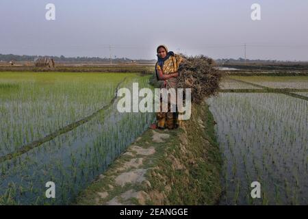 Khulna, Bangladesh - 04 febbraio 2021: Asma Begum dalla zona costiera di Khulna sta tornando a casa dopo aver raccolto legno da diversi luoghi per c. Foto Stock