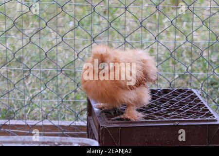 Backyard chicken Bantam Silkie Hen Golden brown and Black Foto Stock