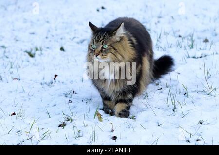 Una donna norvegese Forest Cat cammina attraverso la neve dentro inverno Foto Stock