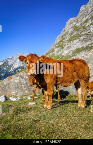 Mucche in pascoli alpini, Pralognan la Vanoise, Alpi francesi Foto Stock