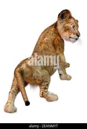 Rendering 3D Lion Cub su bianco Foto Stock