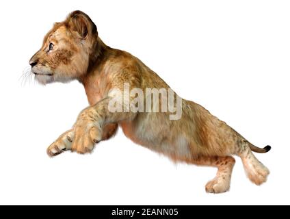 Rendering 3D Lion Cub su bianco Foto Stock