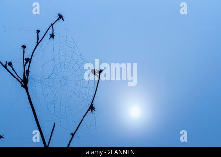 Spider Web di sunrise sun Foto Stock