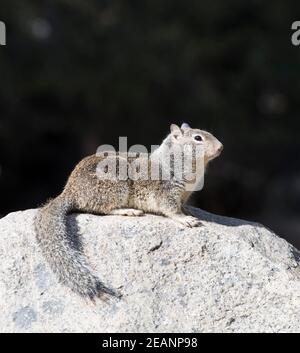Scoiattolo di terra della California (Otospermophilus beecheyi), su roccia di granito, Villaggio di Yosemite, Parco Nazionale di Yosemite, California, Stati Uniti d'America Foto Stock