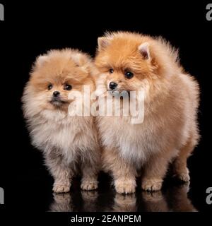 Due soffici Spitz Pomeraniani in posa davanti alla telecamera su sfondo nero. Foto Stock