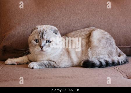 Il gatto grigio scozzese giace sul divano e allunga le gambe in avanti. Uno sguardo triste. Foto Stock