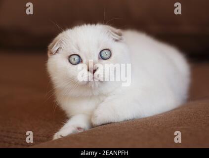 Gatti divertenti con grandi occhi blu sul divano a casa. Foto Stock