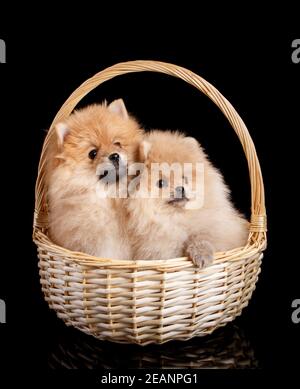 Due cuccioli di Spitz Pomeraniani seduti in un cesto di vimini su sfondo nero. Foto Stock